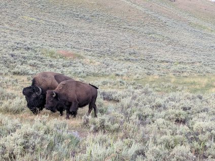 bison grazing in yellowstone national park