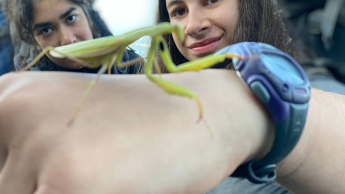 person with praying mantis on hand